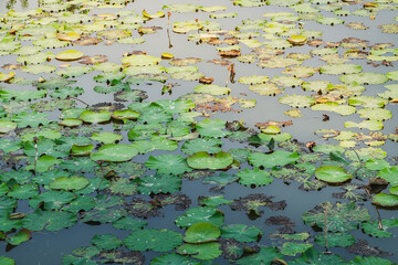 Lotus water lily round leaves float in tropical natural pond, river or lake of Thailand. Thai floral tranquil green gradient background with exotic waterlily leaf, aquatic plants on water surface