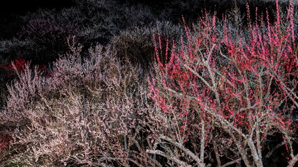 ライトアップされた木下沢梅林