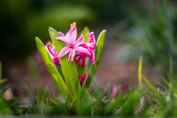 Blumen und Pflanzen