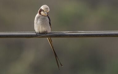 Streamer-tailed Tyrant perched lookin at down
