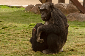 Closeup to Chimpanzee animals on grassjungle, african, green, ape, hairy, congo, forest, black,...