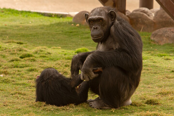 Closeup to Chimpanzee animals on grassjungle, african, green, ape, hairy, congo, forest, black, africa, animal, baby, chimp, chimpanzee, chimpanzees, creature, cute, endangered, evil, face, funny, ind