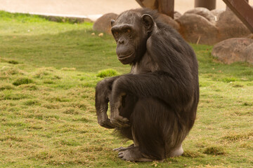 Closeup to Chimpanzee animals on grassjungle, african, green, ape, hairy, congo, forest, black,...