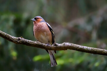 Selective focus photo. Common chaffinch bird, Fringilla coelebs.
