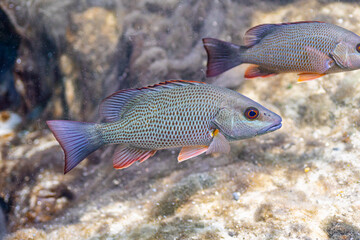 Close-up of a beautiful Mangrove Snapper.