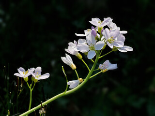 Weiße Blüten vom Wiesen-Schaumkraut im Frühling, Cardamine pratensis