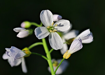 Fototapeta na wymiar Weiße Blüten vom Wiesen-Schaumkraut im Frühling als Nahaufnahme, Cardamine pratensis
