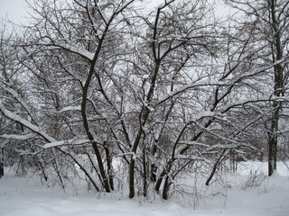 Fototapeta na wymiar Beautiful winter landscape with snow and trees.
