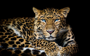 North China leopard Panthera pardus japonensis black backround.