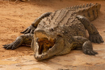 Closeup to Crocodile animal open mouth
