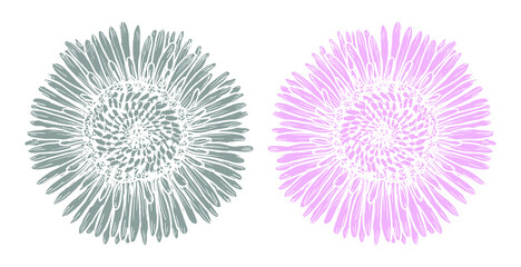 Botanical print graphics daisy flower in grey and pink