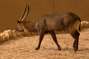Closeup to A kudu bull in the zoo