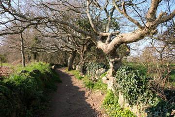 Forest path with mossy tree and puddle