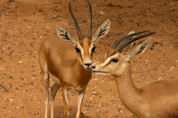 Naklejka na ściany i meble Closeup to Reem gazelle or a Dorcas Gazelle