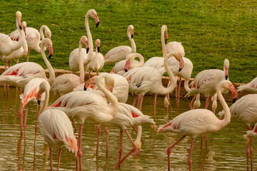 Closeup to flamingos birds on nature environment 