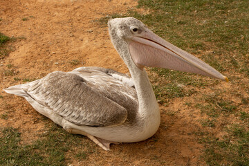 Closeup to Pelican bird looking on the grass 