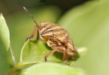 fotografia macro