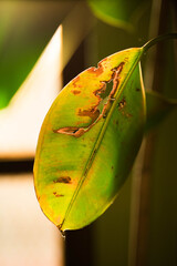 dry damaged plant leaf isolated