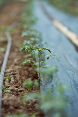 Small tomatoes planted in the ground in early spring