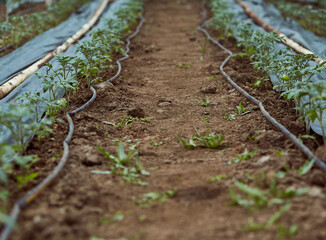 Tomato plants in greenhouse. Early spring. Cope space