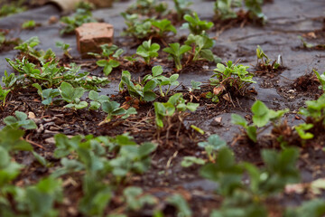 Small bushes of strawberries under black agrofibre are planted in the ground in early spring. Spring concept