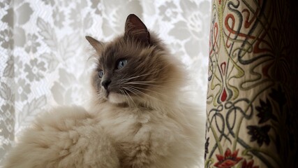 Long Haired Cat 