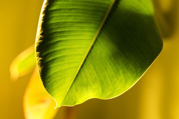 close up of green leaf.
Big green plant leaf isolated on sunshine.