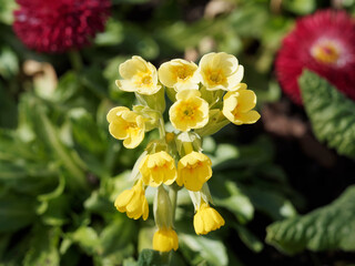 Obraz na płótnie Canvas (Primula veris) Echte Schlüsselblume oder wiesen-primel. Duftenden gelben Blüten mit fünf orangefarbenen Flecken im goldgelb Schlund auf einem haarigen Stiel
