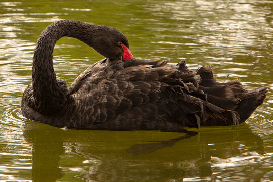 Closeup to Black and red swan bird looking in the water 