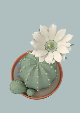 Potted cactus with white flower closeup