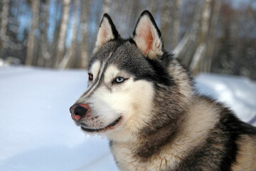Siberian Husky close-up, portrait in the snow. A husky with multicolored eyes . Love for pets