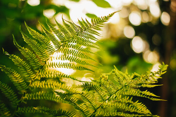 Perfect natural fern leaves background.