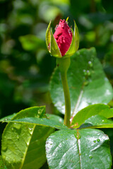 closed red rose bud with water drops on petals and leaves after rain