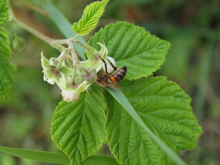 abeille 7