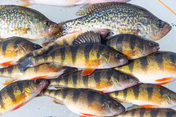 Many fish caught on ice, perch and crappie