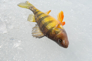 Yellow perch on ice full of color