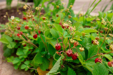 wild strawberry in the forest