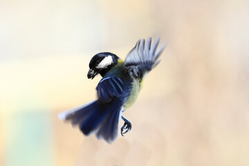 Tit, which changes the direction of flight ...