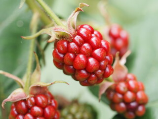 Rote Himbeere ist sehr Gesund und Vegan