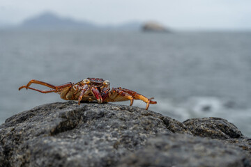 Fototapeta na wymiar Crab on beach - Crab on wildlife 