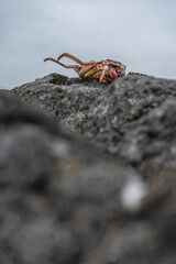 Crab on beach - Crab on wildlife 