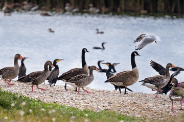 Canada Gooses, Grey Gooses and Cormorants at Bank of a Lake, Germany, Europe