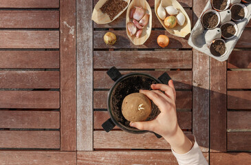 Hand plant potatoes.
A child's hand plants potatoes in a glass jar with earth on a wooden table with a place for text on the left, close-up top view.