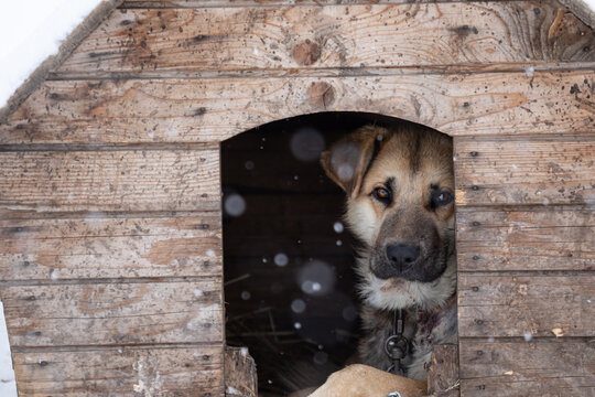 A sad dog of light fawn color lies in the kennel in winter. Unhappy animal on the street in the cold on a chain. Snowing. High quality photo. A dog with a sad look.