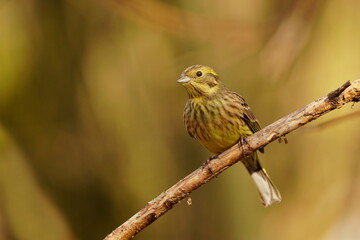 Yellowhammer sitting on the branch with blurred background. Emberiza citrinella. Song bird in the nature habitat.