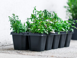 Seedlings in a pot.
A pot with seedlings of flowers on a concrete background in the courtyard of the house, close-up side view.