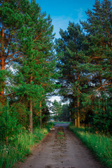 Obraz premium path in the forest