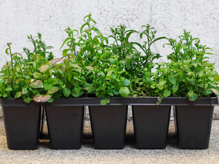fresh herbs in a pot.
A pot with seedlings of flowers on a concrete background in the courtyard of the house, close-up side view.