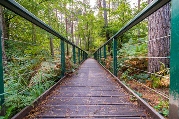 Obraz premium Bridge in a forest in England