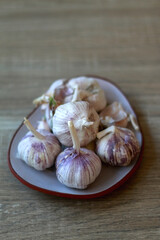 Plate of purple garlic. Selective focus.